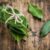 Bay Leaf Tea Health Benefits