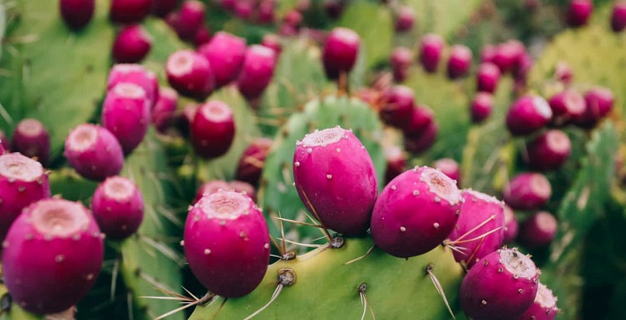 Benefits of prickly pear