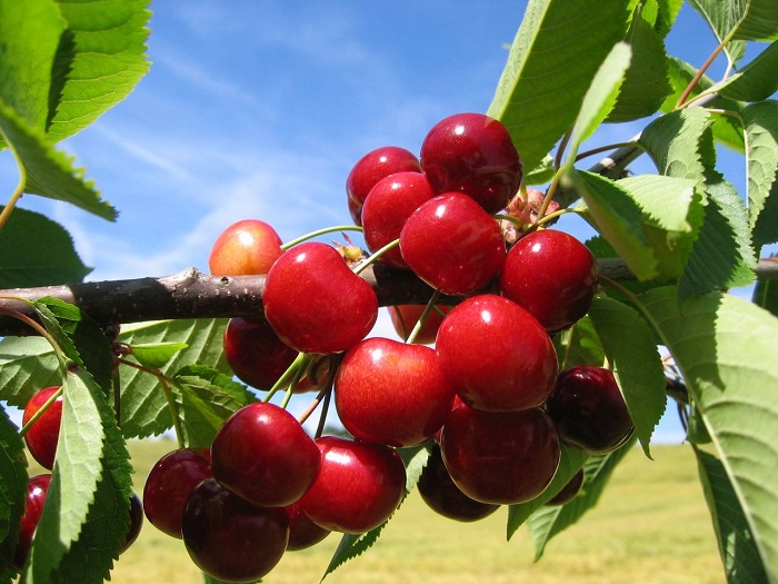 Cherry or sour cherry, the delicious red fruit - ThedietMD