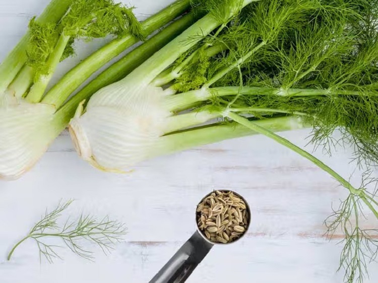 Greatest Benefits of Fennel