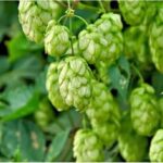 Hops know what it is and its benefits