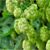Hops: know what it is and its benefits