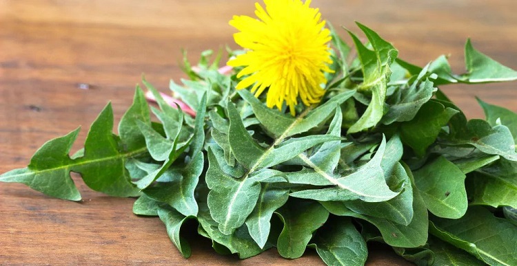 How many calories does dandelion have