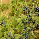 Juniper what it is and its health benefits