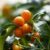 Kumquat, benefits of dwarf orange