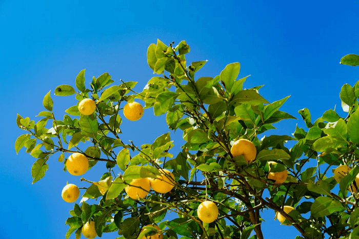 Origin of the lemon