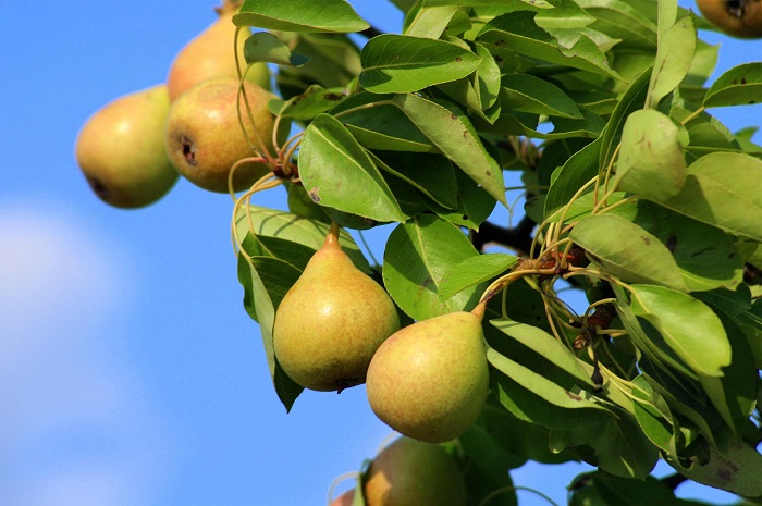 Origin of the pear