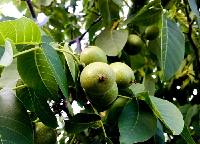 Origin of the walnut