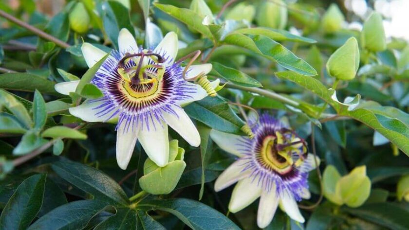 Passionflower what is it for and how to drink tea