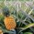 Pineapple, the benefits of bromelain fruit