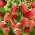 Raspberry, properties and benefits