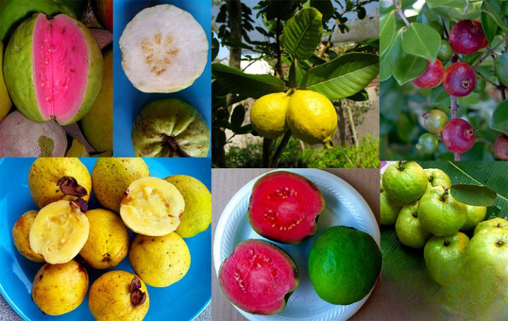 Types of Guava_