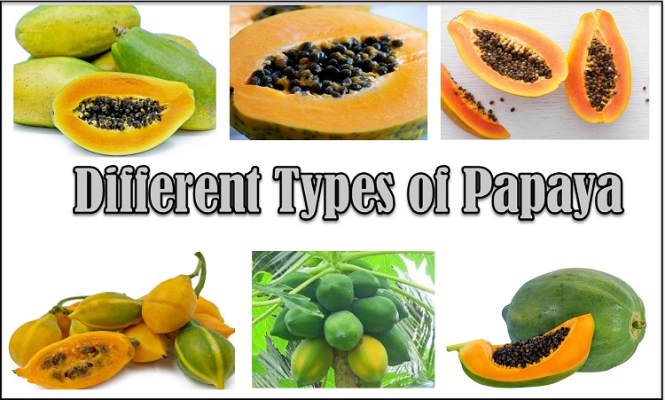 Types of papayas