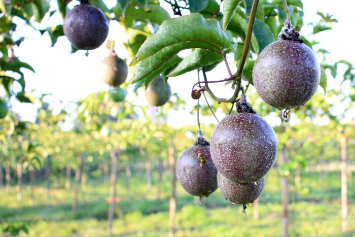 Where does passion fruit come from