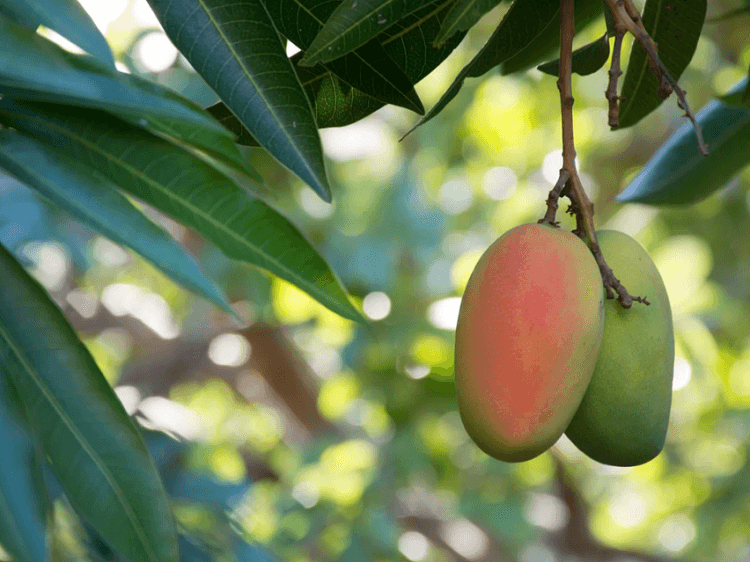 Where is mango grown