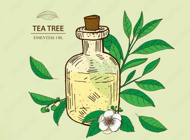 Where to find tea tree oil