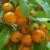 Gabiroba: benefits of fruit and plant