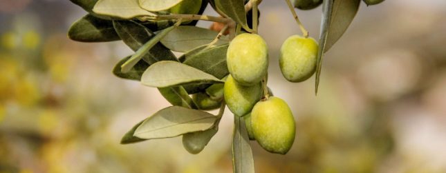 Leccio Del Corno Olive Tree
