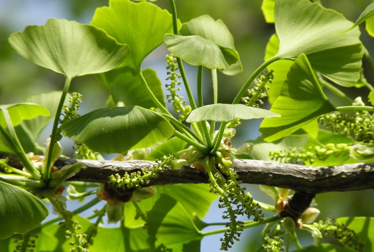 what is ginkgo biloba for