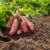 8 yam benefits for health